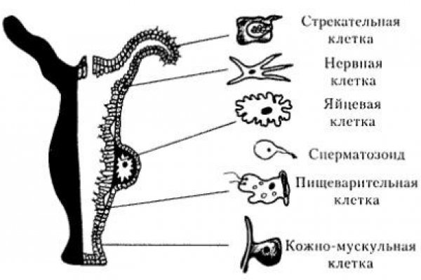 Домен кракена