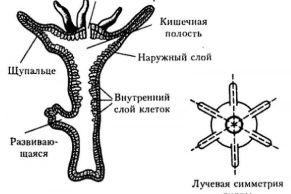 Kraken istand onion